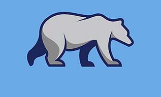 Grey Bear walking on blue background