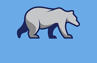 Grey Bear walking on blue background
