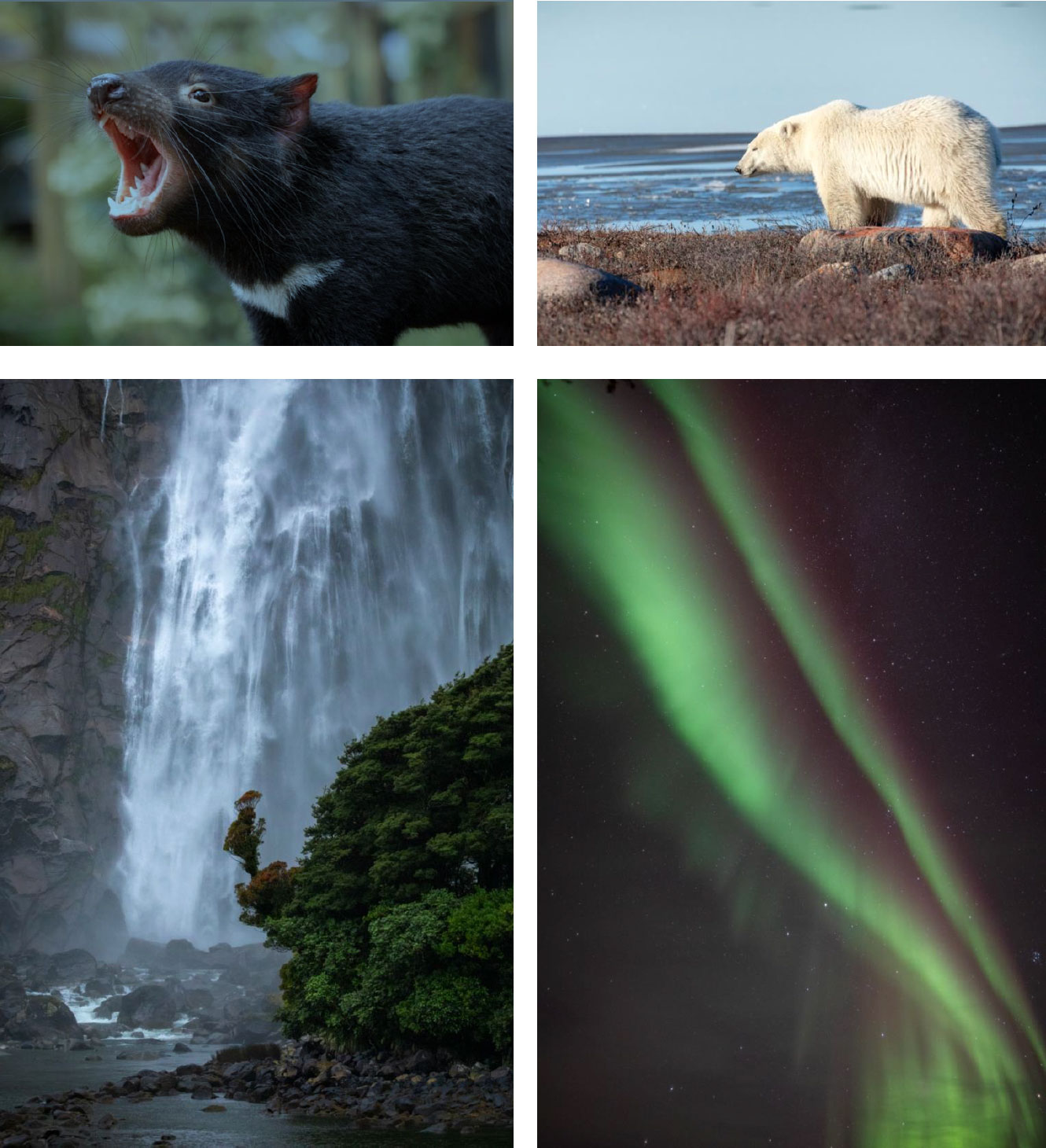 Four-panel collage showing a Tasmanian devil, a polar bear, a tall waterfall, and green aurora lights