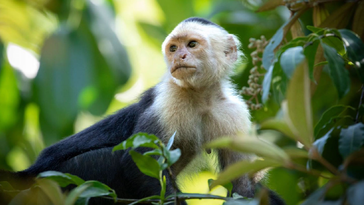Capuchin monkey sitting among green leaves in a forest