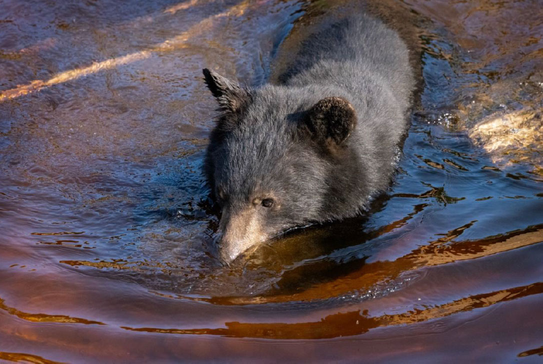 Black bear wading in shallow water