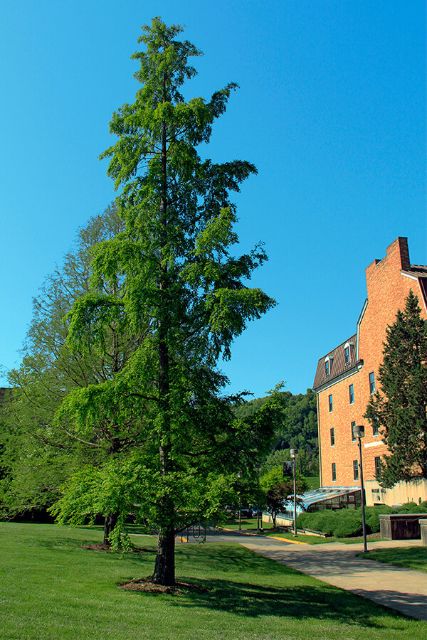 Tree on SSU campus beside Massie Hall