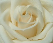 white rose